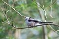 Stjertmeis - Long-tailed tit (Aegithalos caudatus)